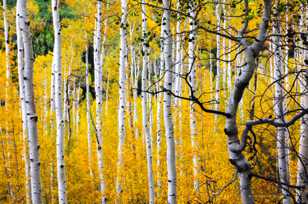 Aspen forest-1770